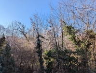 Budapest II. kerület Locuinta (caramida) 5