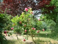 Érd Einfamilienhaus 8