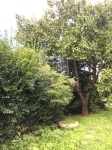 Maglód Wohngrundstück 6