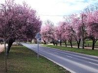 For sale family house Tököl, 106m2